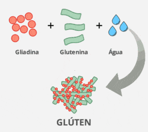 Glúten: Gliadina + Glutenina + ÁGUA
